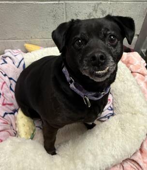 Puggle Dogs Available for Adoption - Sharona | PetCurious