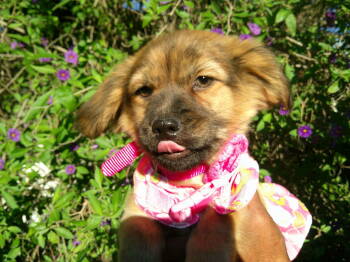 Rescue Mixed Breed Dogs for Adoption in San Diego, California - Gracey | PetCurious