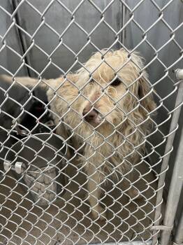 Wheaten Terrier Dogs Available for Adoption - Dutchess | PetCurious