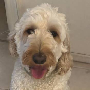 Goldendoodle Dogs Available for Adoption in West Miami, Florida - Max | PetCurious