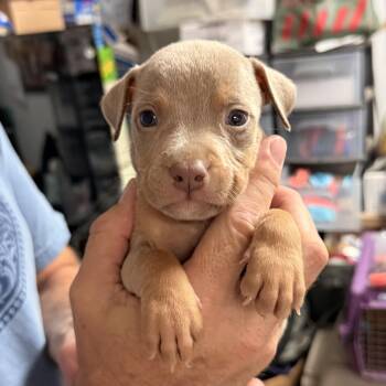 Tuscany -  Pit Bull Terrier Dog for Adoption in Columbia, South Carolina - Tuscany | PetCurious