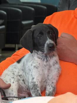 Pointer Puppy:Duke -  German Shorthaired Pointer Dog for Adoption in Cuyahoga Falls, Ohio - Pointer Puppy:Duke | PetCurious