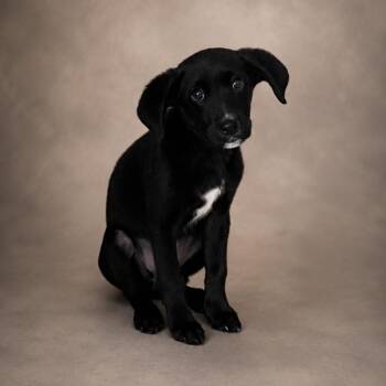 Labrador Retriever Dogs Available for Adoption in Heber Springs, Arkansas - Chip | PetCurious