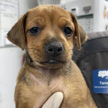 Nebula -  Chihuahua Dog for Adoption in Hawthorne, California - Nebula | PetCurious