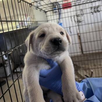 River -  Labrador Retriever and Shepherd Dog Available for Adoption in Edinburg, Texas - River | PetCurious
