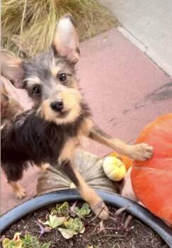 Rescue Yorkshire Terrier and Silky Terrier Dogs for Adoption in Newport Beach, California - Squiggy | PetCurious