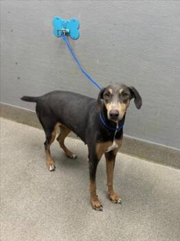 MOONDUST -  Doberman Pinscher Dog for Adoption in Las Vegas, Nevada - MOONDUST | PetCurious