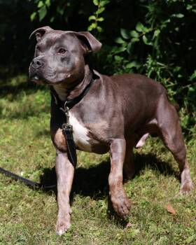 Jar Jar -  Pit Bull Terrier Dog for Adoption in St. Ignace, Michigan - Jar Jar | PetCurious