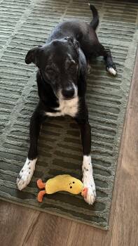 Mixed Breed Dogs Available for Adoption - Otto | PetCurious