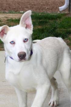 Husky Dogs Available for Adoption - Blue (Odessa) | PetCurious