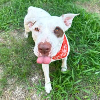 Honey -  Terrier and American Staffordshire Terrier Dog for Adoption in Corpus Christi, Texas - Honey | PetCurious
