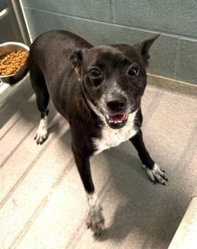 Ronaldo -  Terrier and Mixed Breed Dog for Adoption in Morristown, New Jersey - Ronaldo | PetCurious