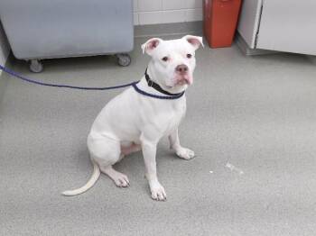 DONOVAN -  Boxer and Mixed Breed Dog for Adoption in Omaha, Nebraska - DONOVAN | PetCurious