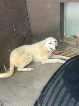 Great Pyrenees Dogs Available for Adoption in Russellville, Kentucky - John Wayne | PetCurious