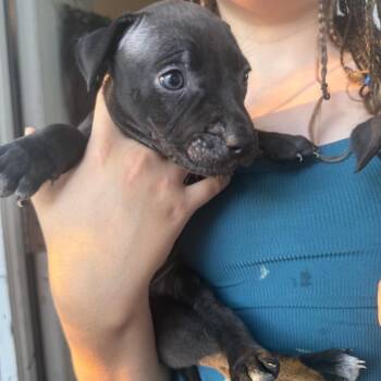 Jyn -  Black Labrador Retriever and Mixed Breed Dog for Adoption in Hohenwald, Tennessee - Jyn | PetCurious