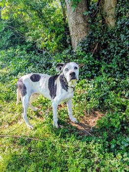 Boxer Dogs Available for Adoption in Maysville, Kentucky - Gran | PetCurious