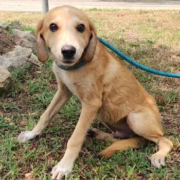 Garbanzo -  Mixed Breed Dog for Adoption in Tyler, Texas - Garbanzo | PetCurious