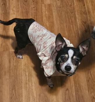 Rescue Chihuahua Dogs for Adoption in College Station, Texas - Miss Piggy | PetCurious