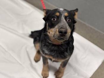 Australian Cattle Dog Blue Heeler and Mixed Breed Dogs Available for Adoption - PENELOPE | PetCurious