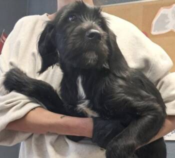 Sawyer -  Black Labrador Retriever Dog for Adoption in Hollister, Missouri - Sawyer | PetCurious