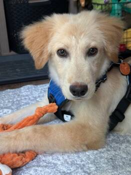 Morgan -  Golden Retriever and Mixed Breed Dog for Adoption in Savage, Minnesota - Morgan | PetCurious