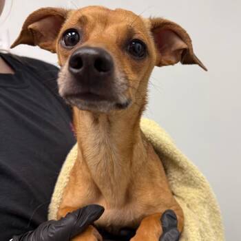 Chihuahua Dogs Available for Adoption in Abilene, Texas - Cuddles | PetCurious