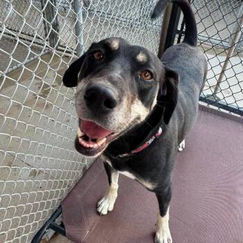 Casey -  Hound and Mixed Breed Dog for Adoption in Monticello, Iowa - Casey | PetCurious