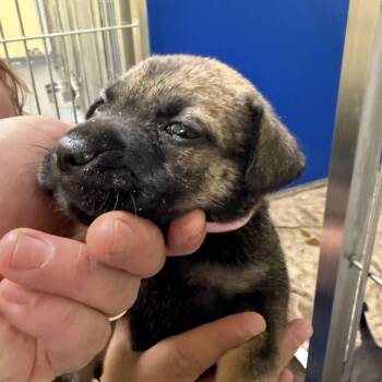 Capt. Marvel -  Mixed Breed Dog for Adoption in Blue Ridge, Georgia - Capt. Marvel | PetCurious