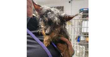 Rescue Yorkshire Terrier Dogs for Adoption in Charlotte, Michigan - Hutch | PetCurious