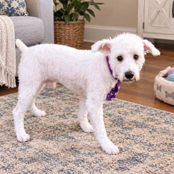 Winston -  West Highland White Terrier Westie Dog for Adoption in Baton Rouge, Louisiana - Winston | PetCurious