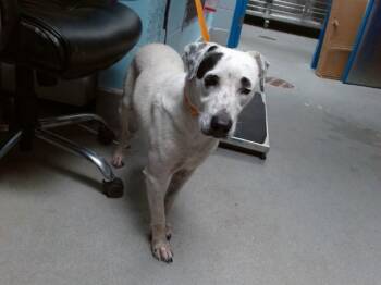 LADY -  Dalmatian and Mixed Breed Dog for Adoption in Albuquerque, New Mexico - LADY | PetCurious