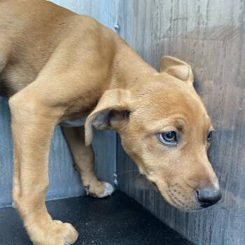 Hound Dogs Available for Adoption in San Antonio, Texas - A804396 | PetCurious