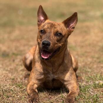 Yoda 1057 -  Mixed Breed Dog for Adoption in Loxahatchee Groves, Florida - Yoda 1057 | PetCurious