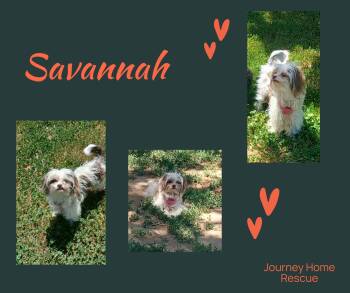 Savannah -  Maltese and Yorkshire Terrier Dog Available for Adoption in East Wenatchee, Washington - Savannah | PetCurious
