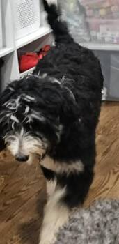 Saint Bernard and Poodle Dogs Available for Adoption in Twin Lakes, Wisconsin - #271 String | PetCurious