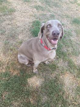 Boomer -  Weimaraner Dog for Adoption in Fort Worth, Texas - Boomer | PetCurious