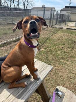 Mixed Breed Dogs Available for Adoption - Twix | PetCurious