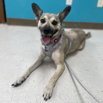 Yoti -  German Shepherd Dog and Husky Dog for Adoption in Hollister, California - Yoti | PetCurious