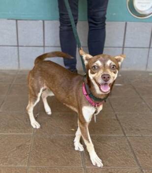 Spunki -  Mixed Breed Dog for Adoption in Honolulu, Hawaii - Spunki | PetCurious