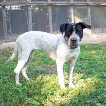 German Shorthaired Pointer and Terrier Dogs Available for Adoption in Bloomfield, Connecticut - Sonic | PetCurious