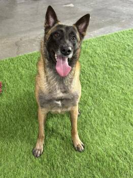 Rescue Belgian Shepherd Malinois and Shepherd Dogs for Adoption in Houston, Texas - Kaya | PetCurious