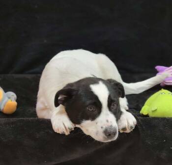 Border Collie Dogs Available for Adoption - Malone | PetCurious