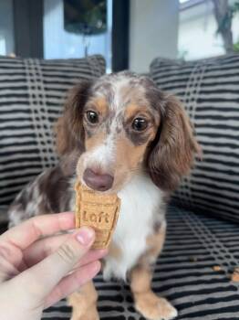 Harrie -  Dachshund Dog for Adoption in Woodsfield, Ohio - Harrie | PetCurious