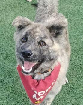 Dash -  Spitz Dog for Adoption in Richmond, British Columbia - Dash | PetCurious
