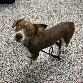 Giselle -  Mixed Breed Dog for Adoption in Salt Lake City, Utah - Giselle | PetCurious