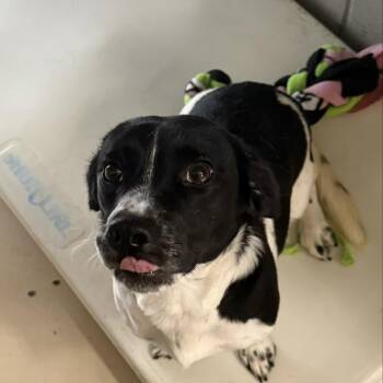 Roo -  Mixed Breed Dog for Adoption in Logan, Ohio - Roo | PetCurious