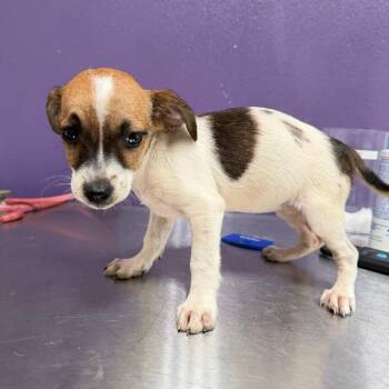 Hannah -  Mixed Breed Dog for Adoption in Englewood, Florida - Hannah | PetCurious