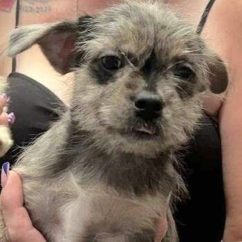 ADELE -  Terrier and French Bulldog Dog for Adoption in Vacaville, California - ADELE | PetCurious