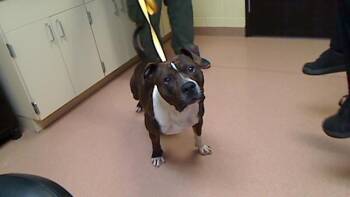 Pit Bull Terrier and Mixed Breed Dogs Available for Adoption - DIXIE JIM | PetCurious