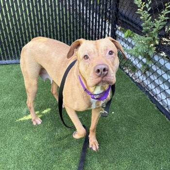 Mixed Breed Dogs Available for Adoption in Pittsburgh, Pennsylvania - Flannery | PetCurious